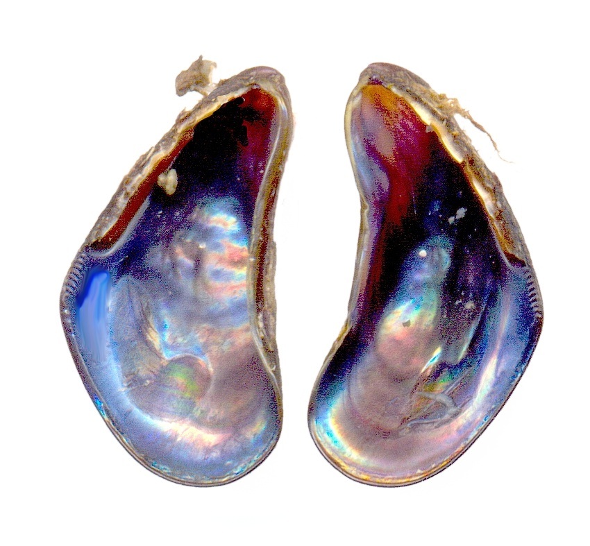 isole Kerkena Chama Parvicardium Mytilaster